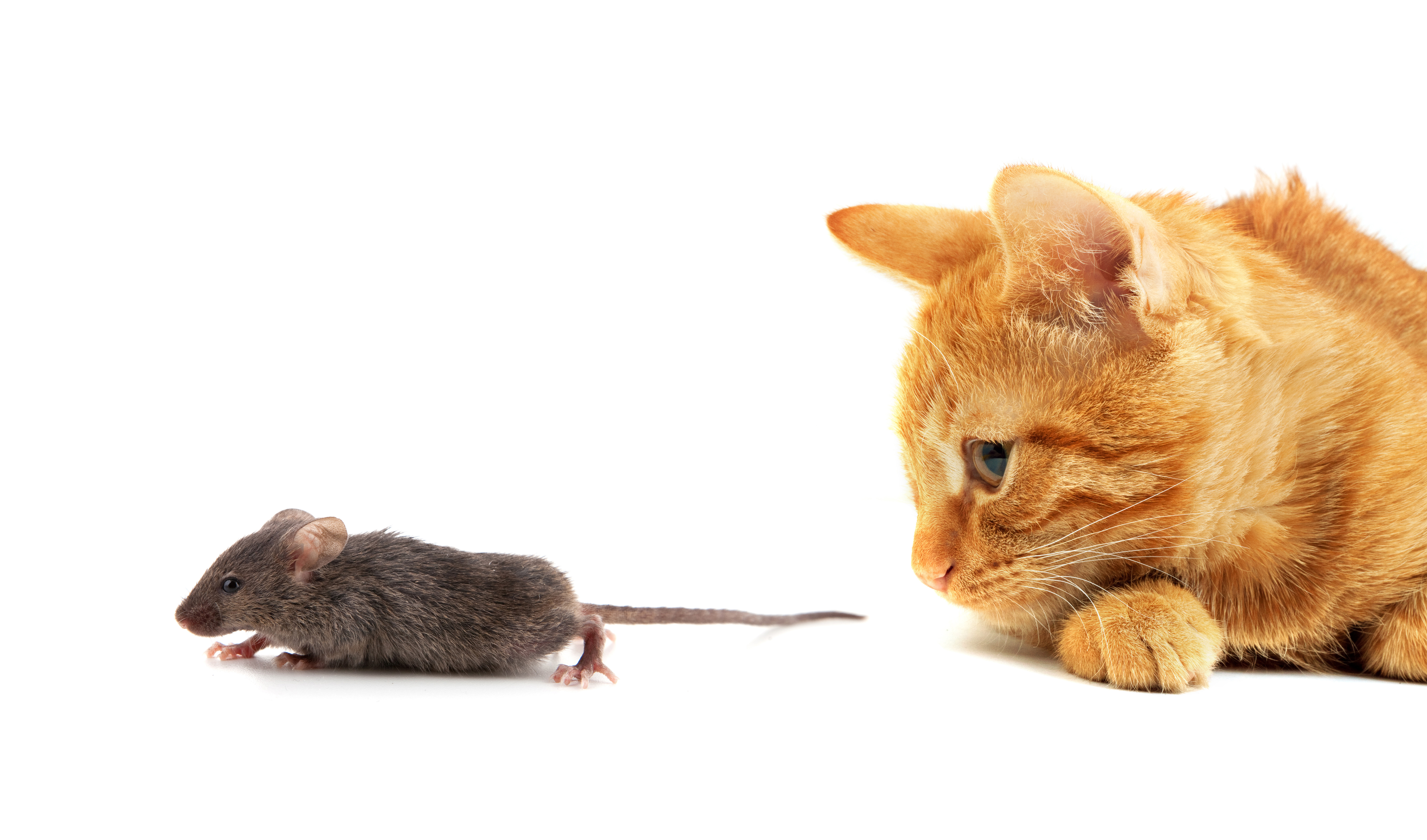Котенок мышь. Кошки-мышки. Кот и мыши. Кошка за мышкой. Кошка гонится за мышкой.